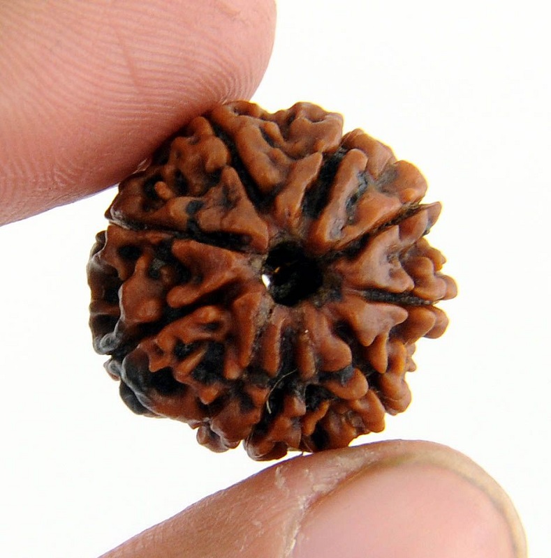 Rudraksha.jpg