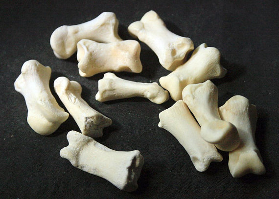 bear bones.jpg