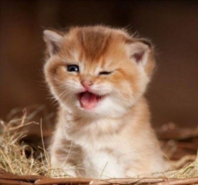 photo-chaton-adorable-23.jpg